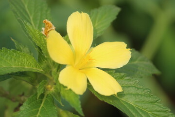 Turnera diffusa, known as damiana,is a shrub native to southern Texas in the United States, Central America, Mexico, South America, and the Caribbean. It belongs to the family Passifloraceae.