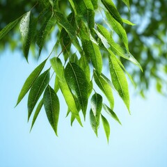 Close Up Green Leaves Against Blue Sky