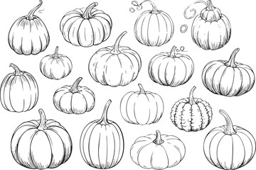 Hand drawn pumpkin set vector illustration of different shapes and sizes