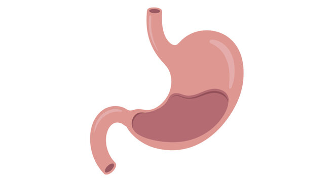 Anatomical illustration of the human stomach a vital digestive organ with internal contents.