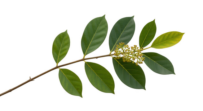 Green leaves and flower buds on branch isolated on a transparent background