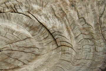 Fototapeta premium old stump wood texture 