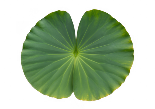 Green lotus leaf with yellow edges isolated on a transparent background