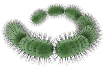 Green rod shaped bacteria chain isolated on a transparent background