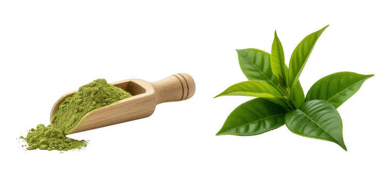 Green tea powder in wooden scoop and fresh leaves isolated on a transparent background