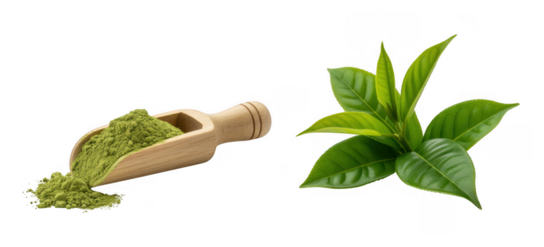 Green tea powder in wooden scoop and fresh leaves isolated on a transparent background