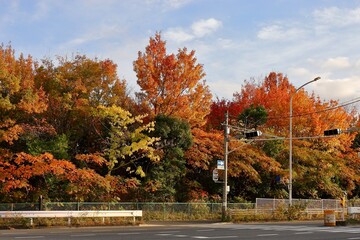 Obraz premium 夕方の交差点から見える紅葉 川口市新荒川大橋