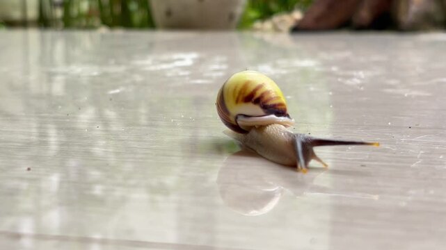 Tree snails (Amphidromus) crawl on ceramic tiles with moving antennae.