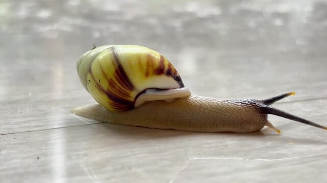 Tree snails (Amphidromus) crawl on ceramic tiles with moving antennae.