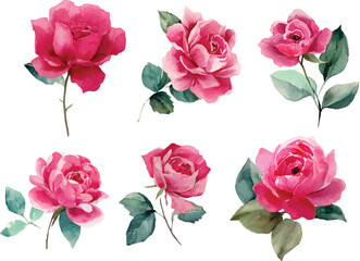 Naklejka premium pink roses on white background
