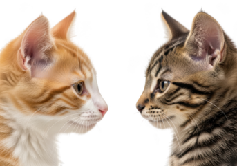 Two adorable kittens facing each other in profile showing their distinct markings and curious expressions isolated on transparent background