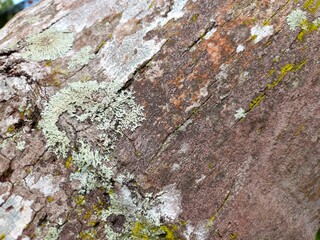 green moss growing on the textured bark of a coconut tree.