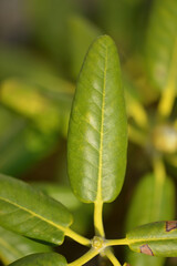 Rhododendron brachycarpum, a Korean alpine evergreen shrub with thick glossy leaves and white flowers blooming in summer. Photographed in Korea.