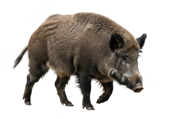 Majestic wild boar with bristly fur and tusks captured in detail ready for your creative projects isolated on transparent background