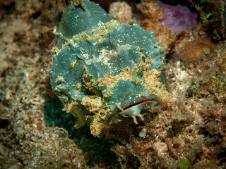 Devil scorpionfish camouflaged on sandy reef in Lembeh Indonesia