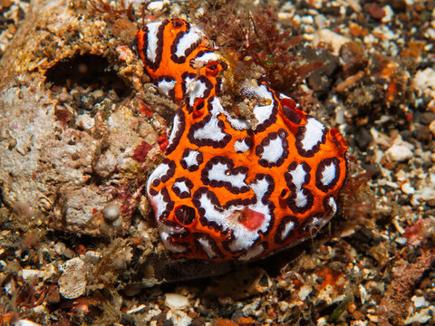 Colorful labyrinth map sea squirt Botryllus sp. on sandy seabed in Lembeh Indonesia