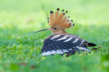 Eurasian Hoopoe or Common hoopoe (Upupa epops) Sitting on Grass  © Zagham