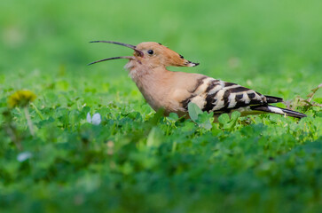 Eurasian Hoopoe or Common hoopoe (Upupa epops) Sitting on Grass  © Zagham