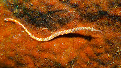 Orange-spotted pipefish gliding over reef substrate in Lembeh, Indonesia