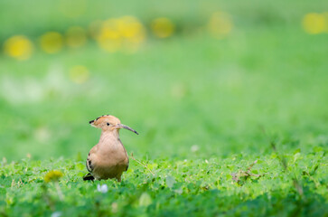 Eurasian Hoopoe or Common hoopoe (Upupa epops) Sitting on Grass  © Zagham