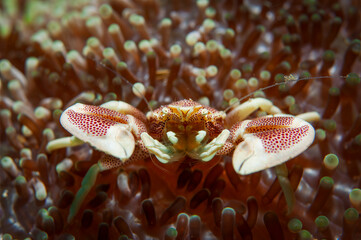 Close up of spotted porcelain crab on sea anemone in Lembeh, Indonesia