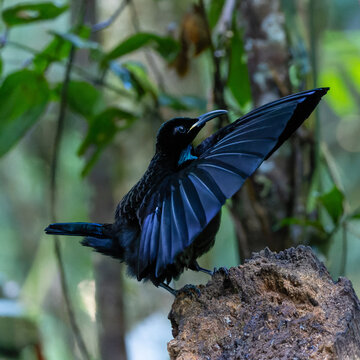 Victoria's Riflebird on display perch, Atherton Tableland, Queensland Australia