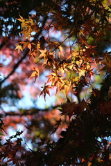 日差しに透けるもみじ