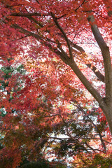 真っ赤な紅葉の木を見上げる