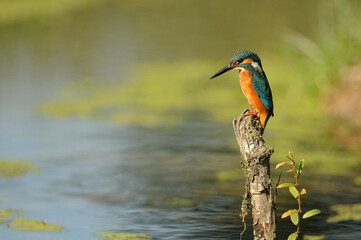 martin pescador en el rio adaja en avila