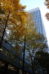都心の高層ビルと紅葉した樹木