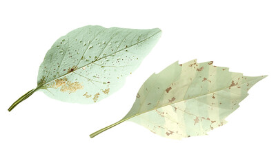 Two light green damaged leaves with water droplets and spots