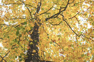 下から見上げた紅葉しているゆりの木