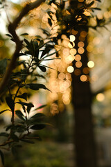 夕方の葉と玉ボケ