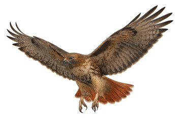 Obraz premium Red-tailed hawk flying with wings spread, a bird of prey in predatory flight, isolated on transparent background
