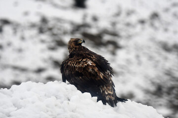 aguila real en la nieve