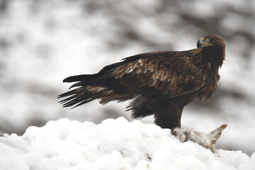 aguila real en la nieve