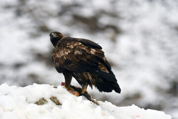 aguila real en la nieve