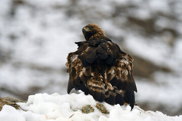 aguila real en la nieve