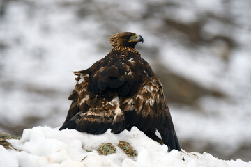aguila real con presa en la sierra de gredos