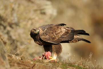 aguila real