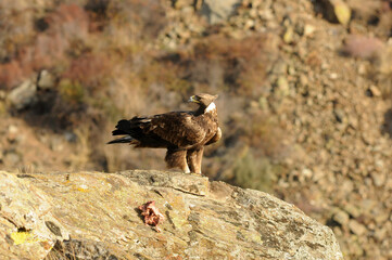 aguila real
