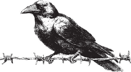 Naklejka premium Crow perched on barbed wire in monochrome style. Detailed vector illustration of bird with textured feathers.