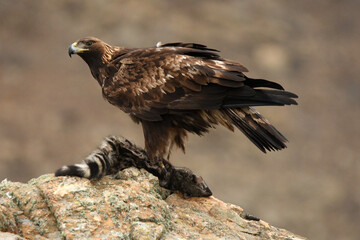 aguila real