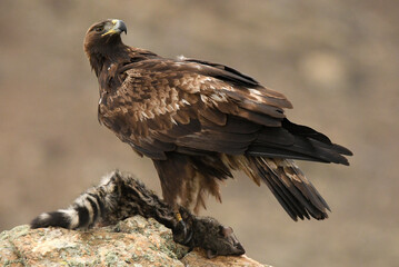 aguila real