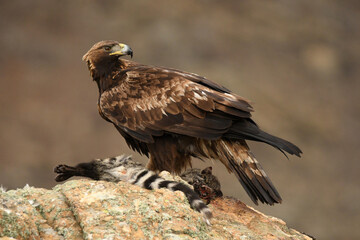 aguila real