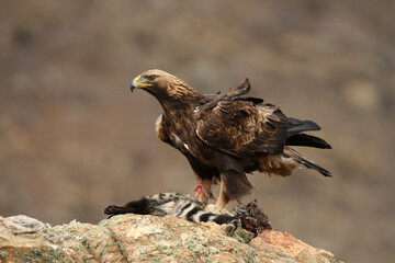 aguila real