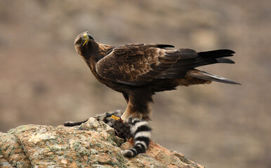 aguila real