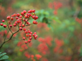 11月に赤く実ったノイバラ