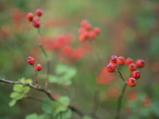 11月に赤く実ったノイバラ