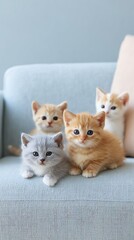 Adorable Kittens Sitting on a Cozy Blue Sofa